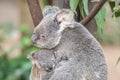 Mother koala rests her head