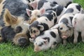A mother kune kune pig laid with all her piglets