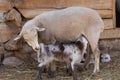 Mother lamb feeding her baby