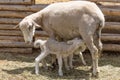 Mother lamb feeding two babies