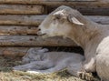 Mother lamb with her baby Royalty Free Stock Photo