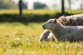 A Mother lamb on the meadow