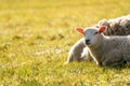 A Mother lamb on the meadow