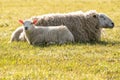 A Mother lamb on the meadow