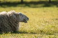 A Mother lamb on the meadow