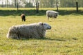 A Mother lamb on the meadow