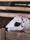 Mother lamb separated after giving birth to lambs in the afternoon