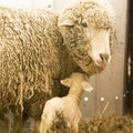 Mother lamb