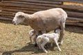 Mother lamb with two babies