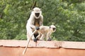 Mother langur inspecting her child in india