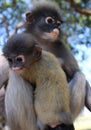 Mother Langur Primate Monkey with Her Youngster at an open Preserve Sanctuary in Southeast Asia