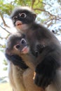 Mother Langur Primate Monkey with Youngster, scanning the surroundings for friend and foe.