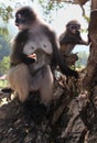 Mother langur primate monkey and youngster sitting rocks by the sea shore and beach in Southeast Asia