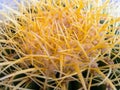 Echinocactus grusonii golden barrel cactus top view from above Royalty Free Stock Photo