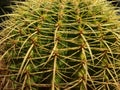 Mother in law cushion Echinocactus grusonii golden barrel cactus close view Royalty Free Stock Photo
