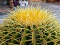 Mother-in-law\'s cushion Echinocactus grusonii golden barrel cactus side view Royalty Free Stock Photo