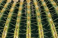 Mother in Law`s Seat Cactus, echinocactus grusonii, Mexico