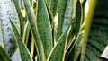 Mother in law's tongue or snake plants Royalty Free Stock Photo