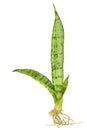 Mother in Law's Tongue or Snake Plant Isolated