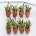 Sansevieria trifasciata plant Royalty Free Stock Photo