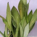 Mother-in-law& x27;s tongue flowers sn absorb pollution and various other benefits.