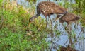 Mother Limpkin and Limpkin Chick Eating Apple Snail at Lake Seminole Park, Florida Royalty Free Stock Photo