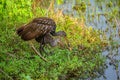 Mother Limpkin and Limpkin Chick Eating Fresh Apple Snail Royalty Free Stock Photo