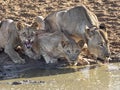Lioness with two cubs drinking water