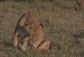 Mother lioness and adorable cub playing in the morning sun in the wild savannah of the masai mara, kenya Royalty Free Stock Photo