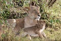 Mother lioness with cub Royalty Free Stock Photo