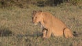 Mother lioness and cute cub playing in the morning sun in the wild savannah of the masai mara, kenya Royalty Free Stock Photo