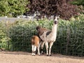 Mother llama nurses her baby
