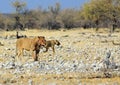 Mother and Lon Cub walking across the harsh African plains Royalty Free Stock Photo