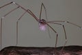 A mother long-legged spider carries her eggs wherever she goes to protect her eggs from predators.