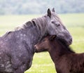 Mother love, foal and mare