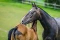 Mother love of horses in a paddock Royalty Free Stock Photo