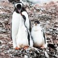 Gentoo penguin - Pygoscelis papua - mother caring for two cute chicks in stone nest, Petermann Island, Antarctica