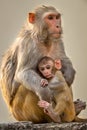 Mother loving her baby. Rhesus macaque or Macaca mulatta monkey mother and baby Royalty Free Stock Photo