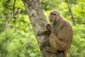 Mother loving her baby tender moment. Rhesus macaque or Macaca mulatta monkey mother and baby in her lap cuddle moment or behavior Royalty Free Stock Photo