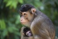 Mother macaque monkey with cute baby