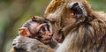 Mother macaque tenderly grooming her adorable infant monkey