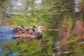 Mallard mother duck and ducklings swimming in river Royalty Free Stock Photo