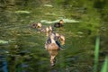 Mallard mother duck and ducklings swimming in river Royalty Free Stock Photo