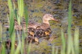 Mallard mother duck and ducklings swimming in river Royalty Free Stock Photo