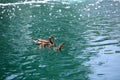 Mother Mallard duck with ducklings swimming in a lake. Female wild mallard duck with baby birds in spring