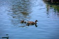 Mother Mallard duck with ducklings swimming in a lake. Female wild mallard duck with baby birds in spring Royalty Free Stock Photo