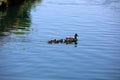 Mother Mallard duck with ducklings swimming in a lake. Female wild mallard duck with baby birds in spring