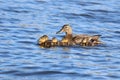 Mother Mallard Duck With Five Little Ducklings Royalty Free Stock Photo