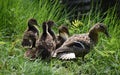 Mother mallard duck with her duckling chicks. Royalty Free Stock Photo