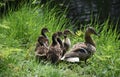 Mother mallard duck with her duckling chicks. Royalty Free Stock Photo